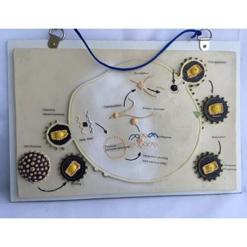 Hanging HIV life reproduction model HIV anatomy model biology teaching equipment