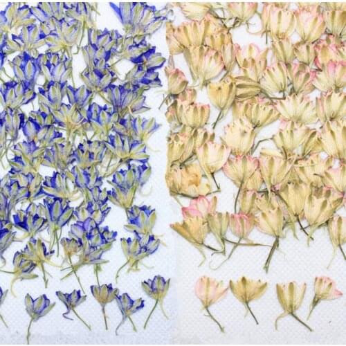 120pcs Pressed Dried Consolida Ajacis Flower Bud Filler For Epoxy Resin Jewelry Making Postcard Frame Phone Case Craft DIY