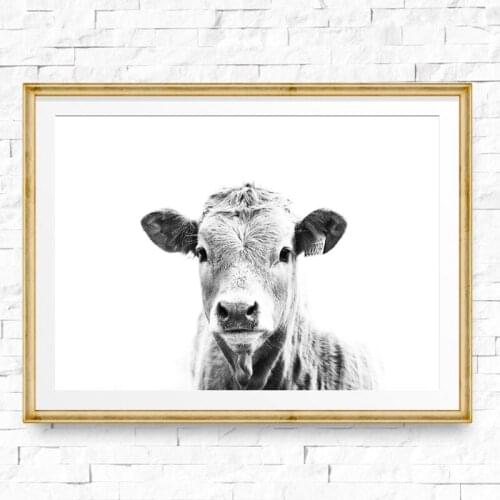 Cow Poster Wall Art Steer Print Modern Animal Photography Canvas Painting Black White Pictute Southwest Country Farm House Decor