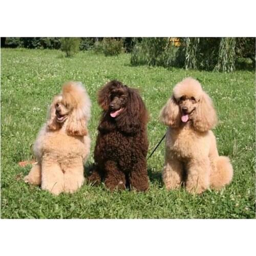 5d picture Diy Diamond mosaic painting Poodle dwarf Cross Stitch cute pet Needlework Full Square Round Wall Sticker CraftZP-2446