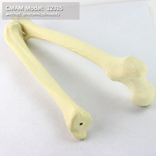 12315/ CMAM Model, Simulated bone, Femur+Tibia, Medical Orthopaedic Operative Training Model