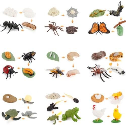 Early Educational Toy Realistic Animal Design Growth Cycle Plastic Simulation Kids Learning Miniature for Children Adult