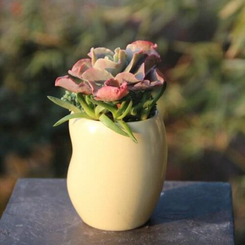 Succulents Pot Ceramic Small Yellow Bean-shaped Round Creative Mini Cute Flower Pot Succulent Planter Home Decoration