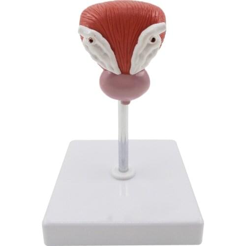 Bladder Model Anatomical Human Urinary Bladder Prostate Model Male Bladder Anatomical Model Enlarged Bladder Teaching Model