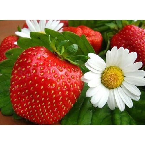 Needlework Full Diamond embroidery Strawberry white flowers Fruit Restaurant adornment Square diamond painting rhinestone mosaic