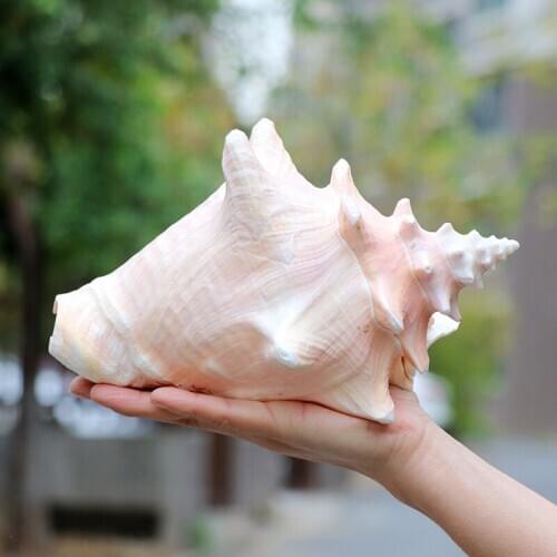 NATURAL SHELL LARGE CONCH CARMINE FISH TANK LANDSCAPE AQUARIUM DECORATION PROPS HOME DISPLAY CRAFTS SEA SNAIL DECORATION CRAFTS