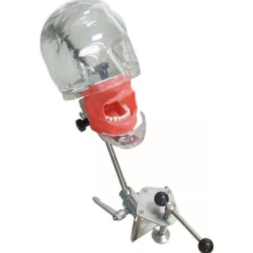 Dental phantom Head Model Dental Practice Simple Head Model