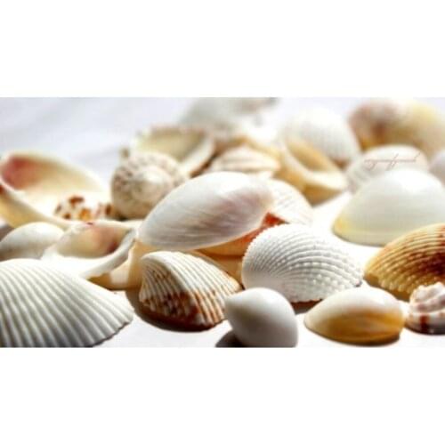 Sea Shell 200gr Big Sea Shells wedding bride mariage хна henna