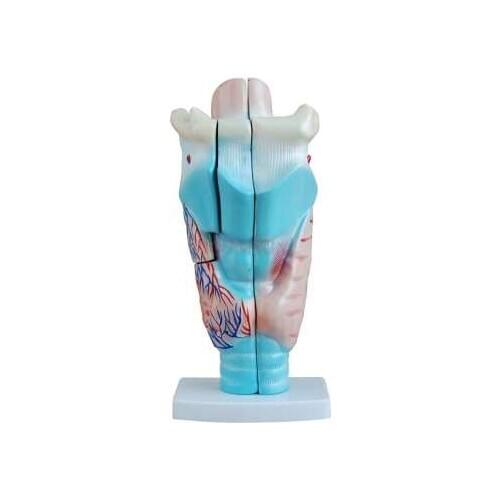 Anatomical model of larynx larynx laryngeal structure enlargement mold throat otorhinolaryngology medical teaching stereo