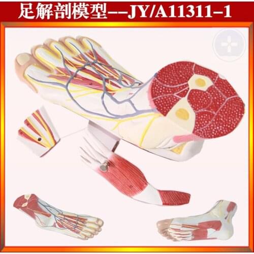 3 parts 1:1 Life Size Human Foot Joint Muscle Ligament Plantar Anatomical Model Surgery Foot Muscle Neurovascular Model