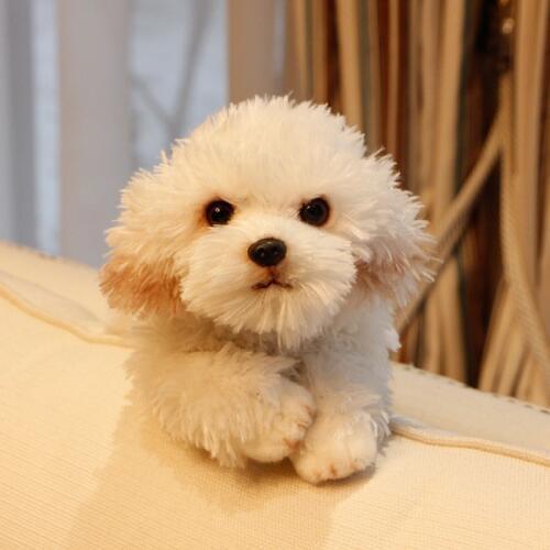 Cute soft animal maltese dog plush toy quality stuffed lying animals pet dogs doll baby gift 35x12x14cm