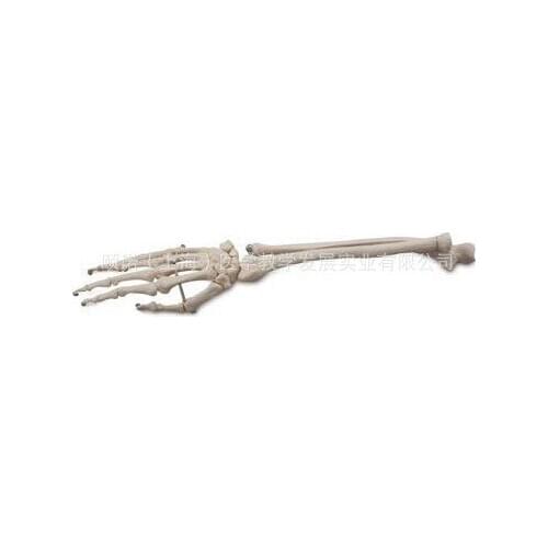 Human Hand and Forearm Bone Ulna Humerus Medical Skeleton Model Skeleton Human Skeleton Toy