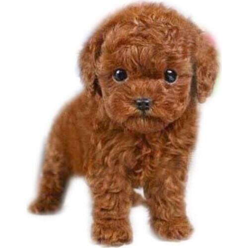 22 cm Simulation Teddy Dog Children Pet Plush Toy High Quality Artificial Handmade Toy