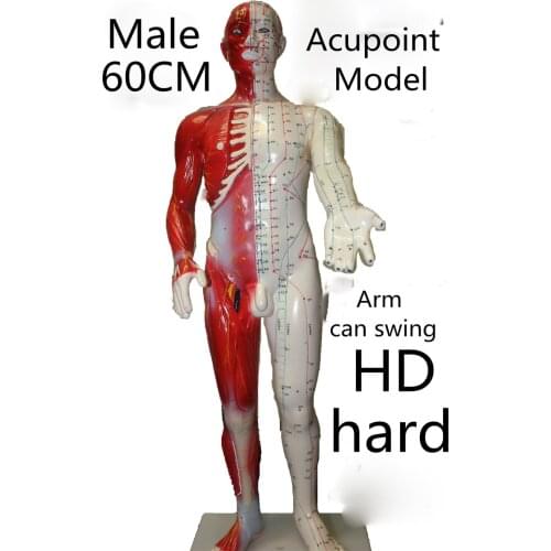HD hard 60 cm Male Human Acupuncture Acupoint Model Muscle Anatomy Human Body Acupuncture Point Model Human Acupoints Model