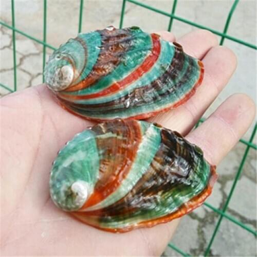 Colorful natural conch shells abalone abalone seashells abalone seashells