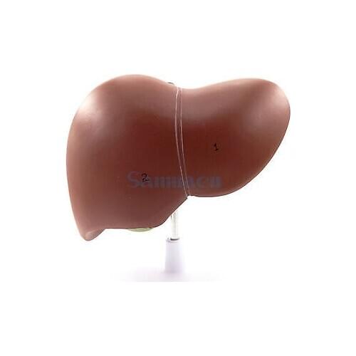 Human Liver Simulation Model Medical Anatomy PVC Natural Life Size Porta Hepatic Gallbladder Bile Duct Structure Model