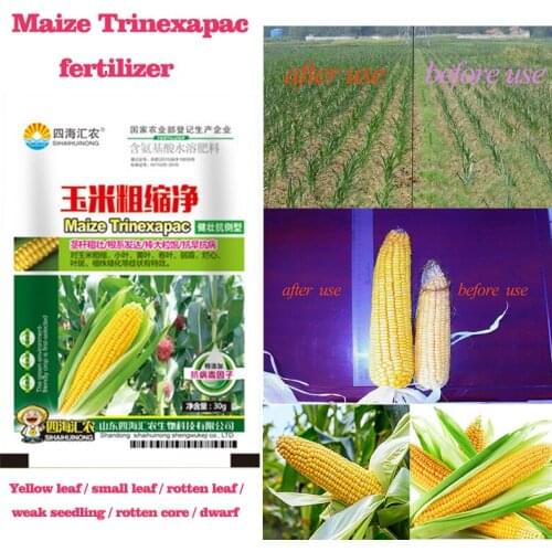 Full Grain Special Fertilizer Maize Vegetable Garden Plant Promote Rhizome Growth Root Crop Fertilizer Yellow Leaves Trun Green