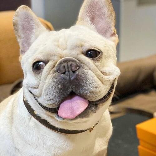 Leather Pet Dog Collar Fashion French Bulldog Personalised Dog Collar Puppy Accesorios Para Perros PDCA227