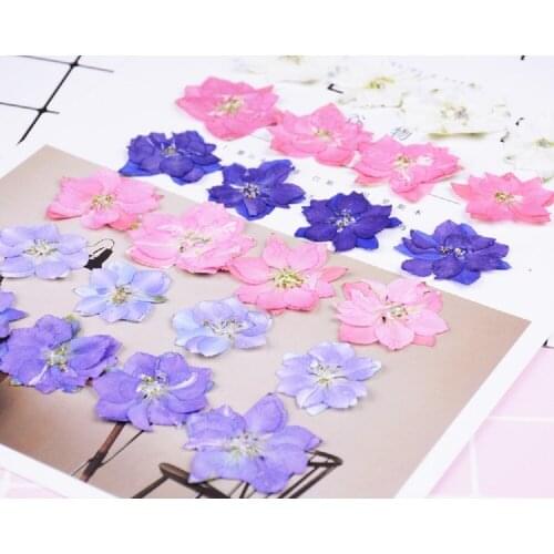 250pcs Pressed Dried Consolida Ajacis Flower Plant Herbarium For Jewelry Face Makeup Postcard Invitation Card Phone Case DIY