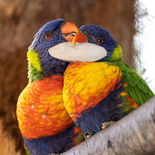 10pcs/Set Pet Bird Cuttlebone Bite Toys Cuddle Bone Chewing Cuttlefish Bone for Pet Parrots Chew Toys Pet Supplies Wholesale