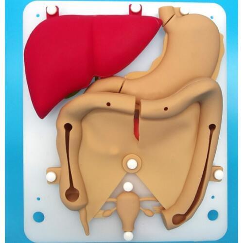 Laparoscopic simulation training silicone organ Liver gallbladder duodenal colon uterus suture practice