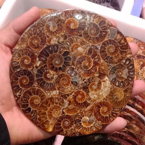 11-12cm Natural Ammonite Fossil Slice Plate Crystal Ocean Conch Stone Madagascar Mineral Healing Specimen Display Home Decor
