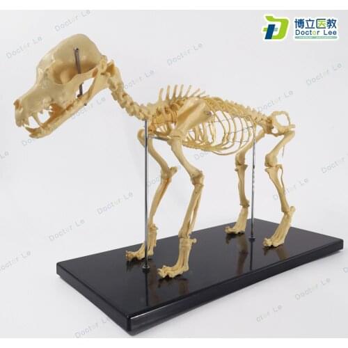 Assembly Small Dog Skeleton Anatomical Model Animal Anatomy Veterinary Teaching Demonstration Tool