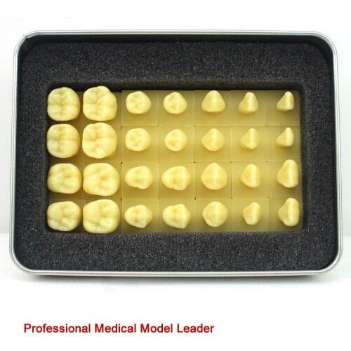 1.2 times the shape of teeth and the teaching model of maxillofacial anatomy 28 teeth