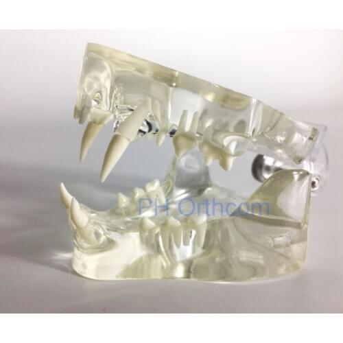Clear Feline Jaw Model for Veterinary Education and Practice Use