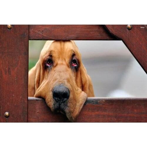 Shunqian Animal Wall Stickers