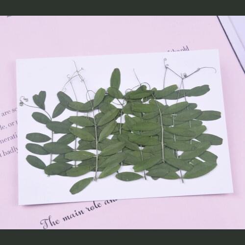 40pcs/4-6cm,Nature Pressed leaves,Real green plant for DIY Art Craft Bookmark Wedding invitation Gift card phone case Decoration