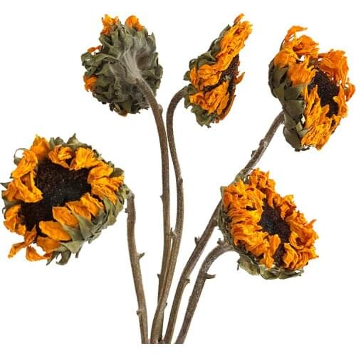 5pcs Dried flowers natural real sunflowers home wedding decor flowers bunch No Vase