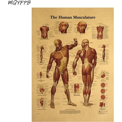 Human Anatomy Muscle Tissue Kraft Paper Poster Home Room Decoration Painting Core 42x30cm