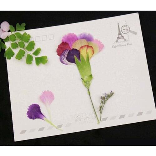 60pcs Pressed Dried Carnation Petals Flower Plant Herbarium For Jewelry Phone Case Photo Frame Bookmark Postcard DIY