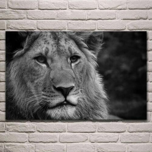 Animal Black and white animals monochrome lions living room home wall art decor wood frame fabric poster EX494