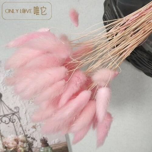 2pcs Dried Flower lagurus ovatus Nordic Powder the Dogs Tail Grass Shoot Props Home Decoration flower wall wedding