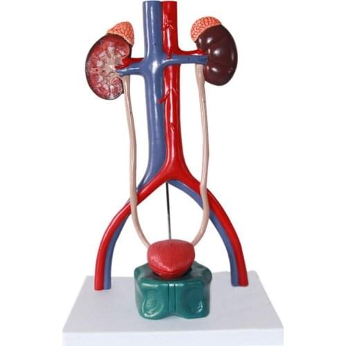 Human Urinary System Anatomy Model Medical Science Teaching Resources Drop Shipping