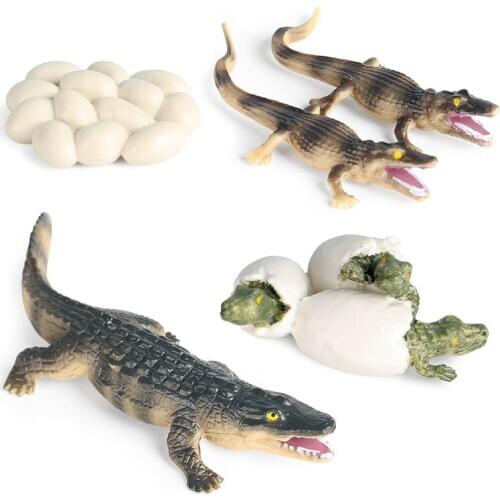 New 4pc/Set Children simulation amphibian wild animal crocodile growth cycle model toy wild boar alligator nile alligator alliga
