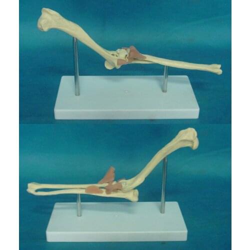 Dog Elbow Model Animal Anatomy Animal Teaching Model Veterinary Appliances Dog Skeleton Medical Educational Model Free Shipping