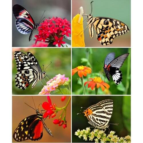 5D DIY Butterfly And Flower Diamond Painting Full Cross Stitch Kits Embroidery Creative Hanging Painting Mosaic Home Decoration