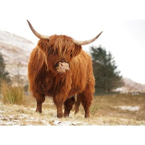 5D Diamond Painting Highland cattle farm Cross Stitch Full Square round Diamond Embroidery Diamond Mosaic Rhinestone Art A1268