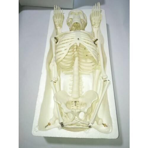 Fexible 45CM Human Anatomical Anatomy Skeleton Model Medical Wholesale Retail Poster Medical Learn Aid Anatomy