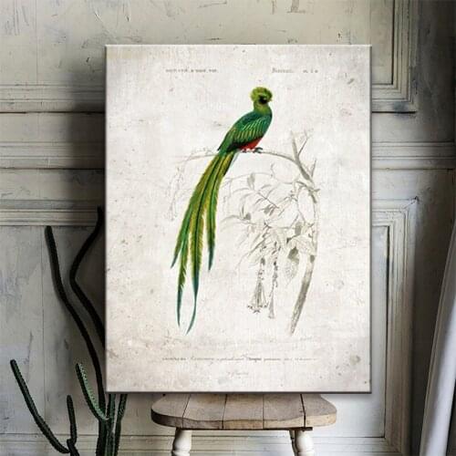 Quetzal Bird Vintage Print Beautiful Birds Illustration Poster Retro Wall Art Canvas Painting Picture for Living Room Home Decor