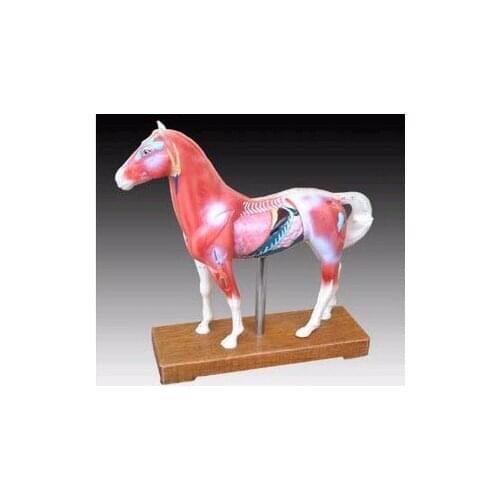 Horse model acupuncture point model animal model Horse Anatomy Models