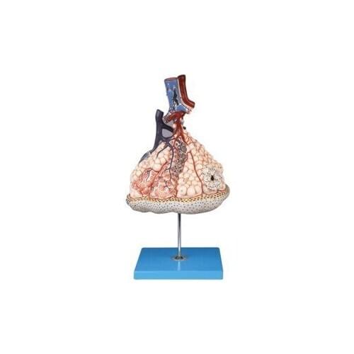 Human Respiratory System Pulmonary Lung Lobular Magnified Anatomical Medical Teaching Model