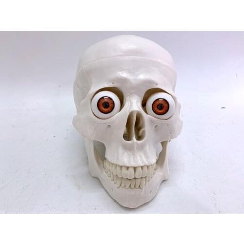 Human Skull Model Skull with Eyeballs Teaching Aids Film and Television Funny Toy Sketch