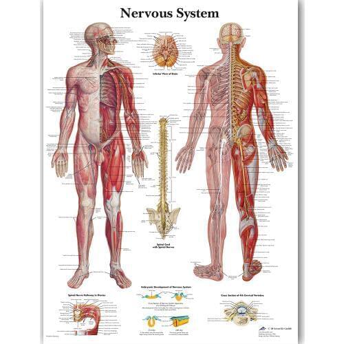 Human Nervous System Chart Poster Map Canvas Painting Wall Pictures for Medical Education Doctors Office Classroom Home Decor