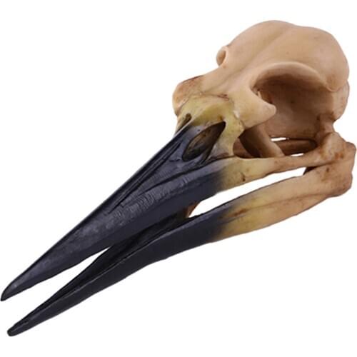 Yellow Oystercatcher Resin Split Skull Head Model Ornament Home Bar Decor