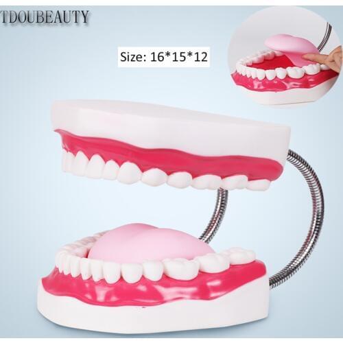 TDOUBEAUTY Six Times Magnification Full Mouth Model Tooth Teaching Dental The High-Grade Presentation Free Shipping