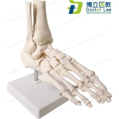 Human Foot Model Life Size Human Right Anatomy Foot Skeleton Model W/Tibia Fibula Fully Articulated for Medical Science Study